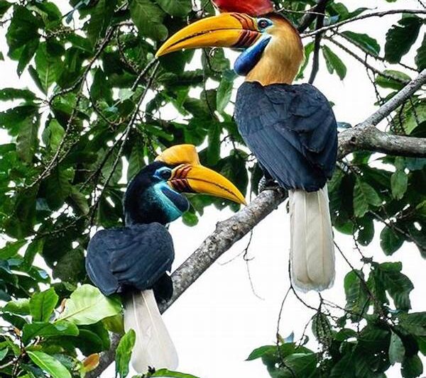 Habitat Alami Burung Tangkoko
