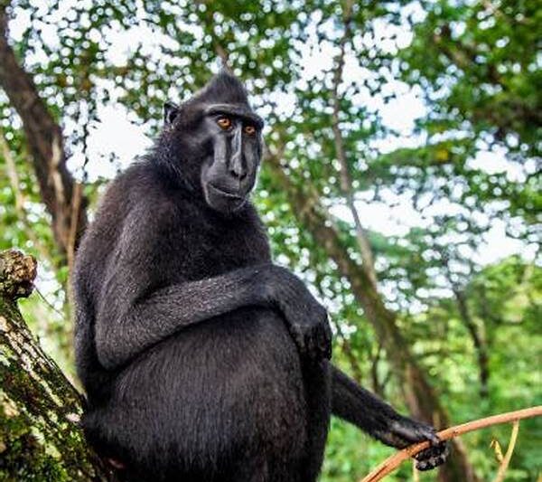 Habitat Alami Monyet Hitam Sulawesi