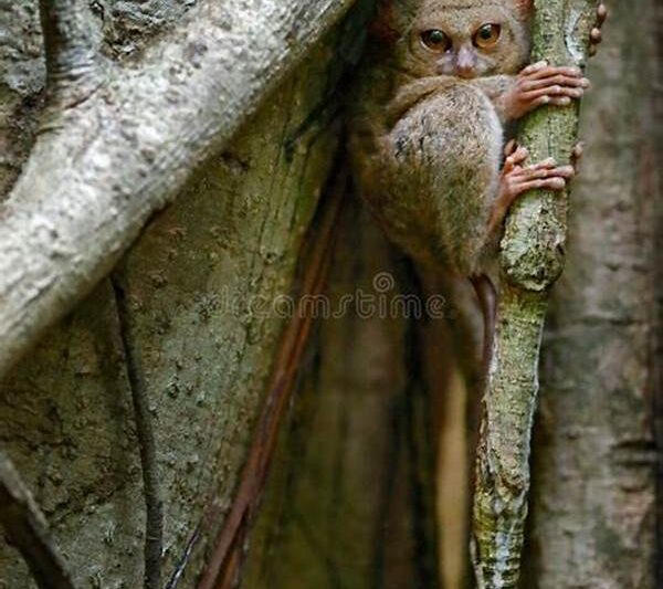 “habitat Tarsius Di Tangkoko”