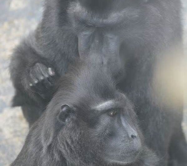 Interaksi Macaca Nigra Dengan Spesies Lain
