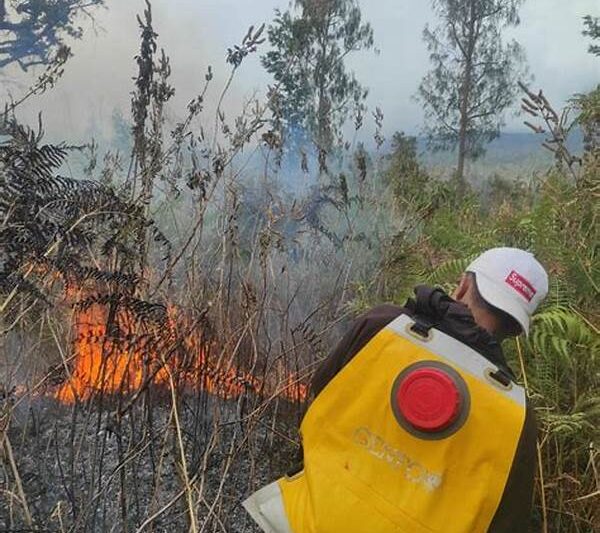 Kehijauan Hutan Di Kaki Rinjani