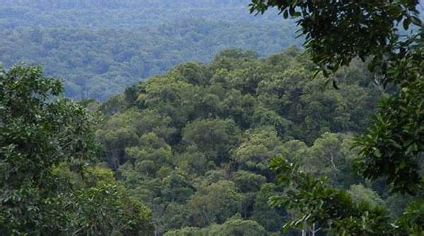 Konservasi Hutan Tropis Sulawesi
