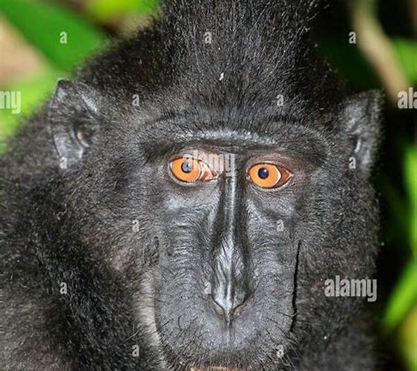 Mekanisme Pertahanan Macaca Nigra
