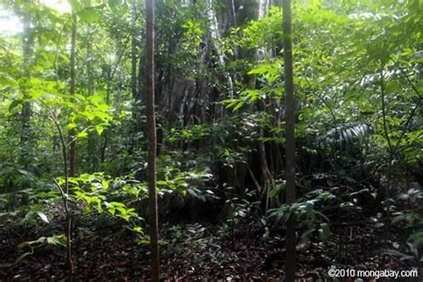 Pengalaman Berkemah Hutan Tangkoko