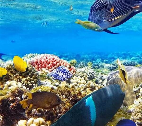 Pengalaman Snorkeling Raja Ampat