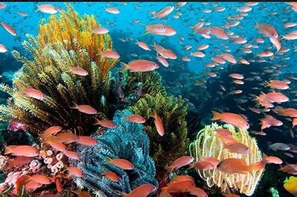 Pesona Alam Bawah Laut Wakatobi
