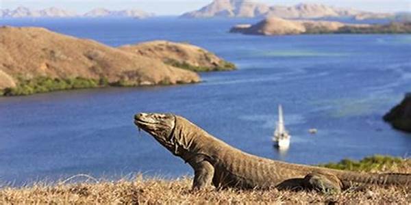 Petualangan Seru Di Pulau Komodo