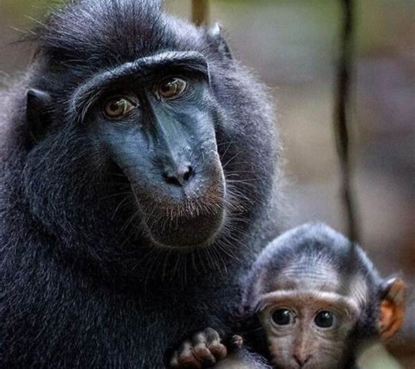 Populasi Monyet Hitam Sulawesi