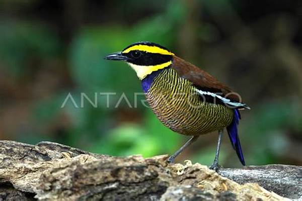 Spesies Burung Terancam Punah