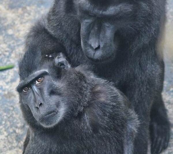 Strategi Bertahan Hidup Macaca Nigra