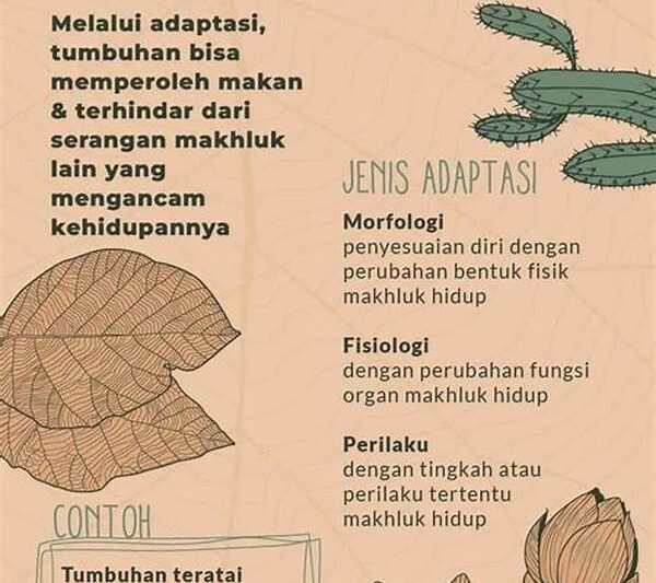 Adaptasi Macaca Nigra Terhadap Lingkungan