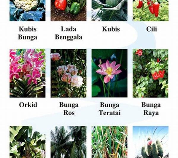 **jenis-jenis Tumbuhan Khas Lombok**