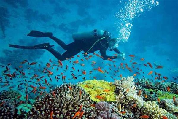 Pengalaman Snorkeling Di Pulau Derawan