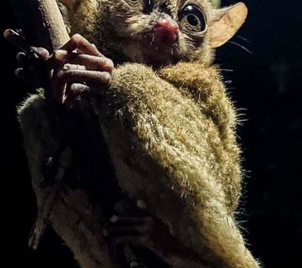 Perlindungan Spesies Primata Langka