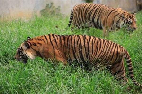 Ancaman Perburuan Liar Tangkoko