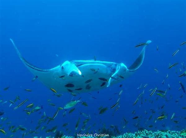 Identifikasi Ikan Langka Raja Ampat
