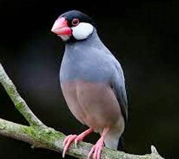 Penurunan Populasi Burung Liar