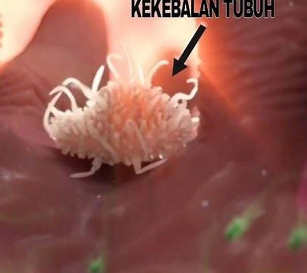 Stimulasi Sistem Kekebalan Tubuh