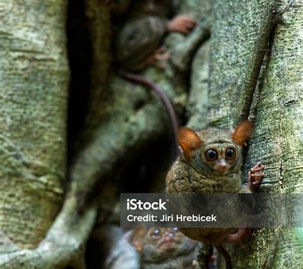 Tarsius Spektrum Endemik Sulawesi