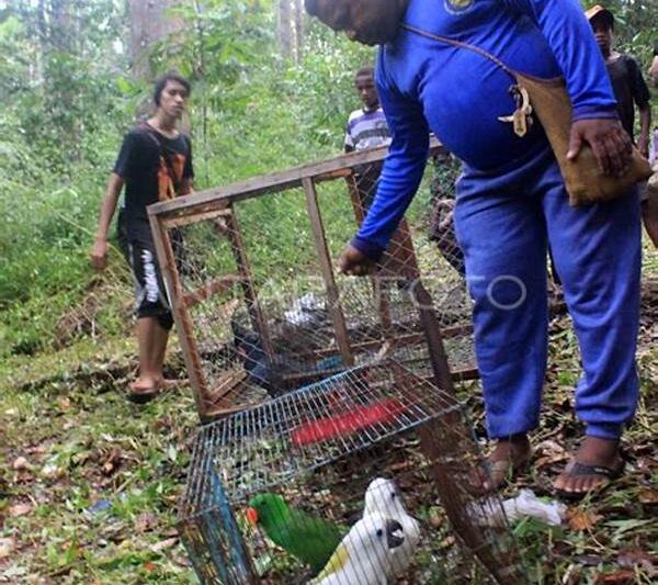 Pelepasliaran Bertahap Satwa Rehabilitasi