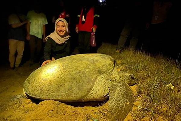 Wisata Malam Melihat Penyu.