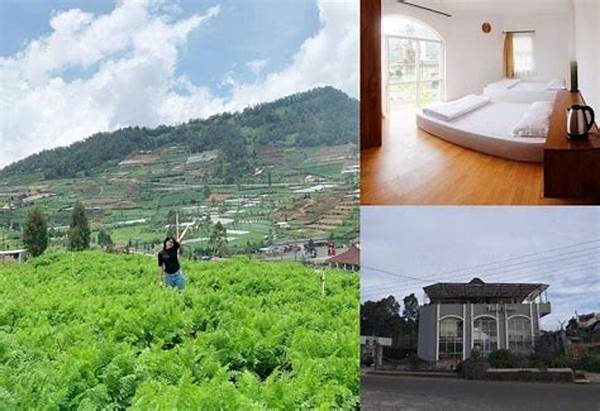 Penginapan Nyaman Di Kawasan Dieng