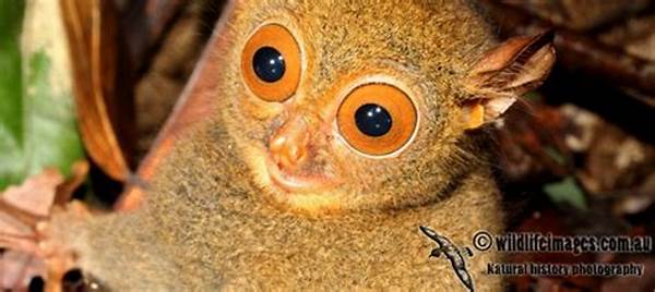 Ancaman Terhadap Populasi Tarsius