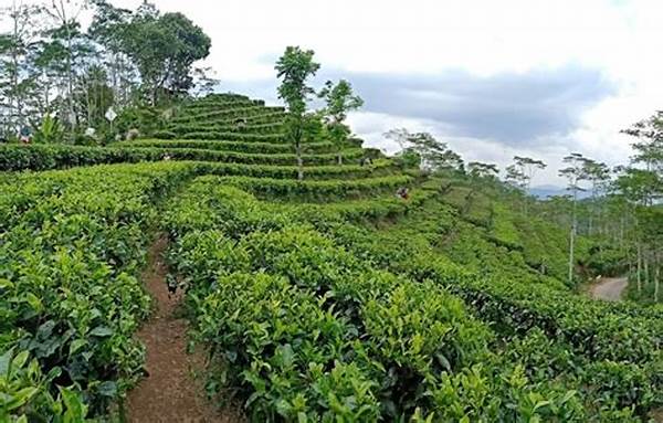 Kebun Teh Warisan Masa Kolonial