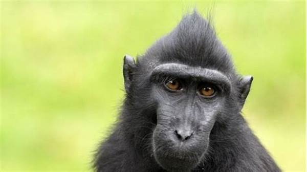 Macaca Nigra Spesies Endemik