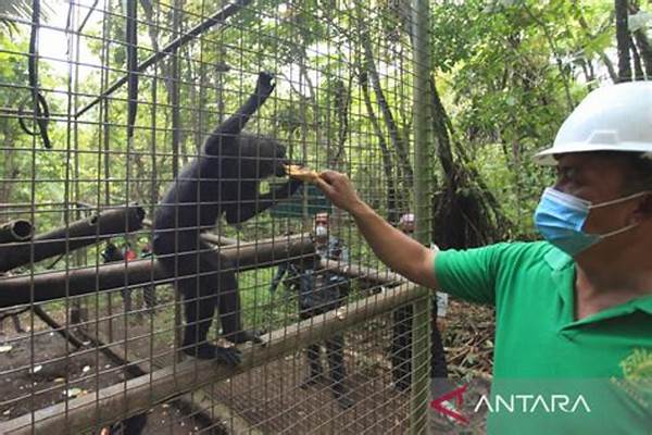 Program Rehabilitasi Monyet Sulawesi