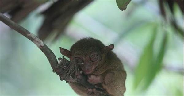 Upaya Perlindungan Tarsius Di Sulawesi