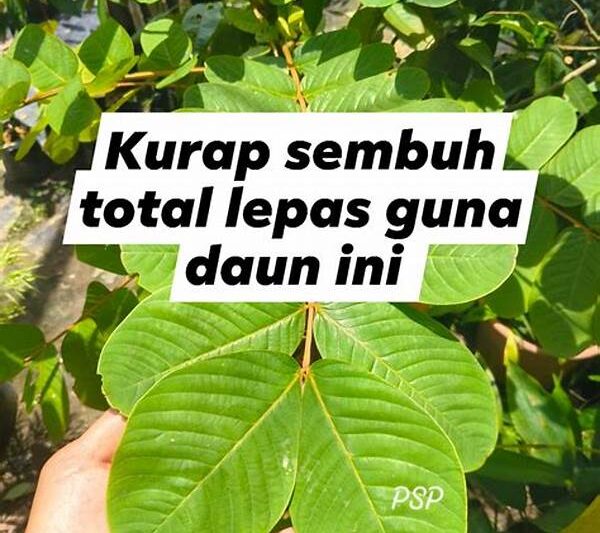 Daun Tradisional Penyembuh Kulit