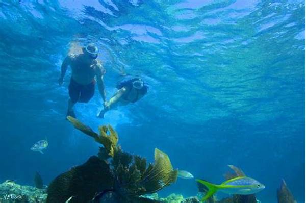 Petualangan Snorkeling Karang Laut