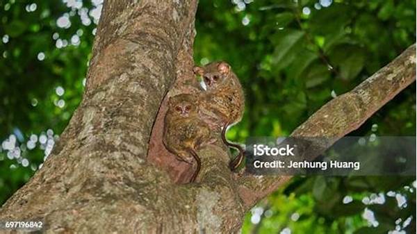 Keunikan Tarsius Di Tangkoko