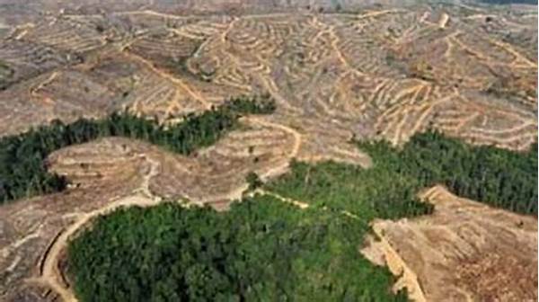 Pencegahan Deforestasi Kawasan Hutan