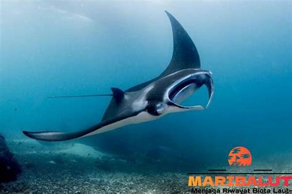 Ukuran Tubuh Pari Manta
